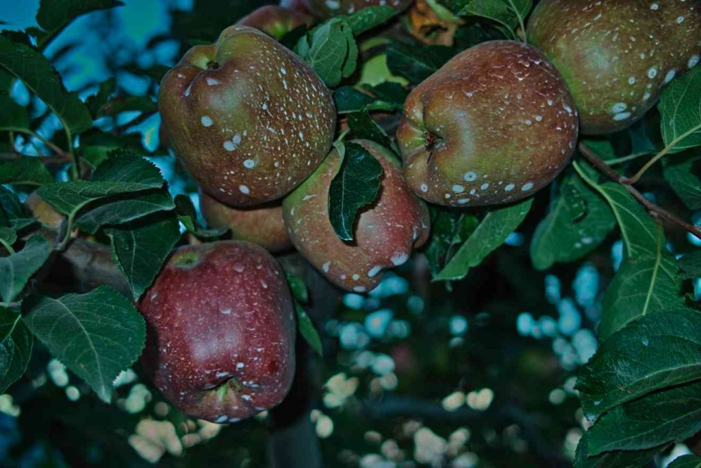 "Zum reinbeißen, diese herrlich knackigen Äpfel.... doch solche Ernten reifen nicht von allein.... Chemie. Auf Ihrer Seite." So (ähnlich warb einst die Chemieindustrie (West) in den 80er Jahren für Verständnis ihrer Produkte. Wie wahr !) . Äpfel in einer Plantage am Strassenrand bei Zagora. 