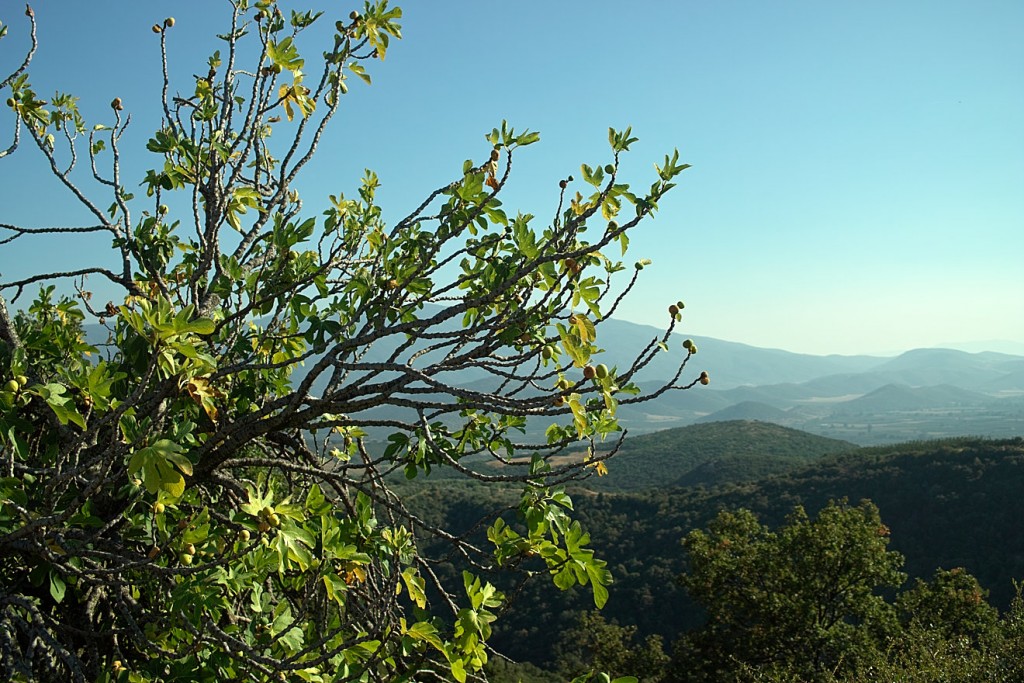 Der Feigenbaum ist in die Jahre gekommen. Sicher über 50 Jahre alt, reckt er seine letzte frucht stolz in das Panoraqma des Tals von Agia. Die blauen Berge gegenüber gehören zum Gebirgsmassiv von Mavrovouni.