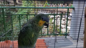 20170824_102138 farangi antoniou patsas papagei