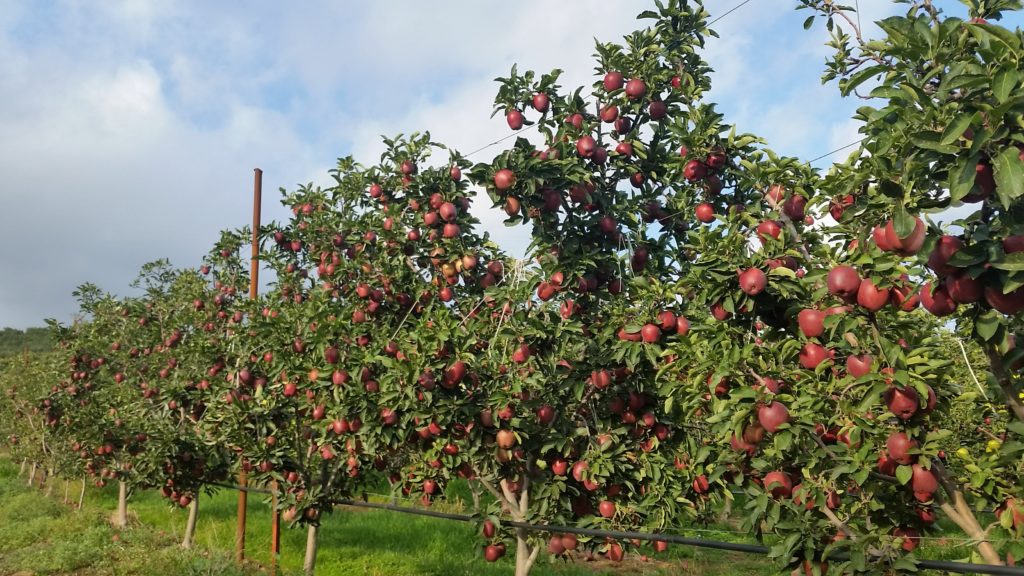 Apfelplantage bei Aghia